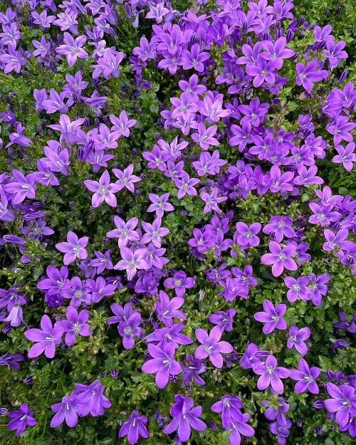 best Flowers that begin with B