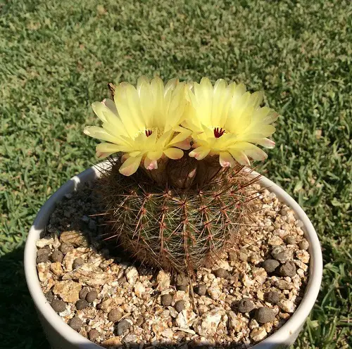 Yellow Flowering Cactus garden