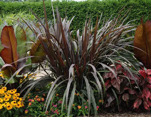 Ideas for Purple Plant Landscaping7