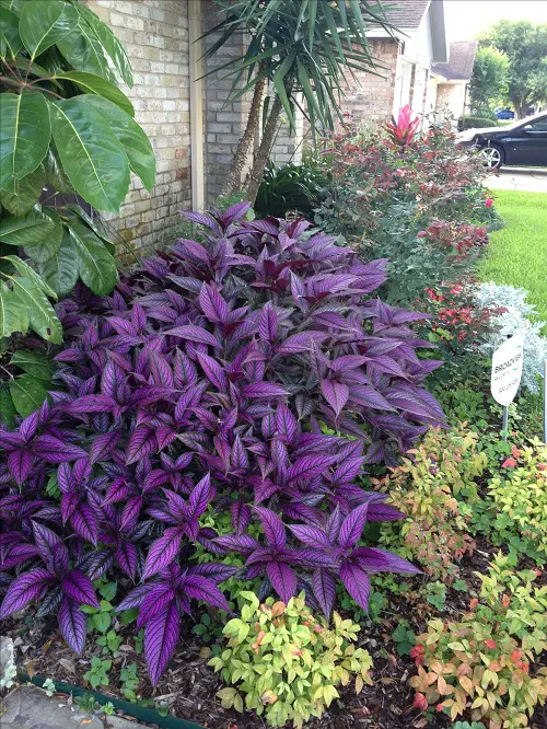 Purple Plants Landscaping Ideas2