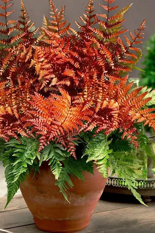  Colorful Ferns You Must Grow in the Garden