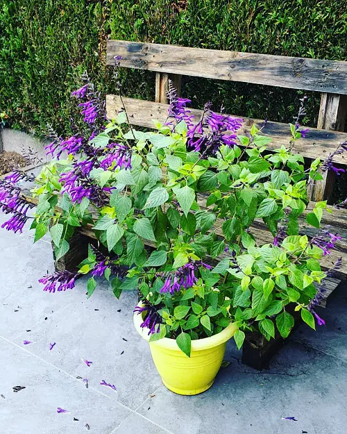 best Best Types of Salvias