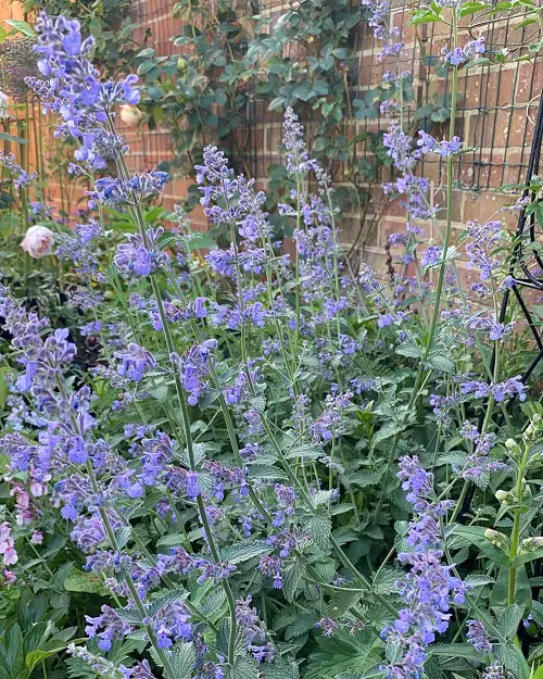 amazing Summer Blooming Perennial Flowers