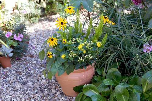 The Best Flowers in Full Sunlight in garden