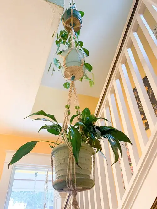 Wonderful Indoor Plants for the Stairs2