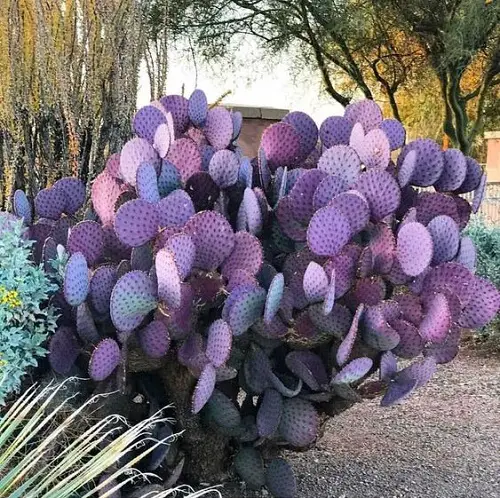 Ideas for Purple Plant Landscaping