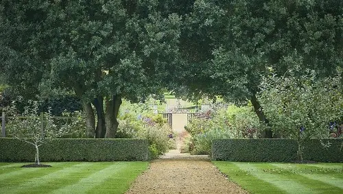 Hedges and Driveway