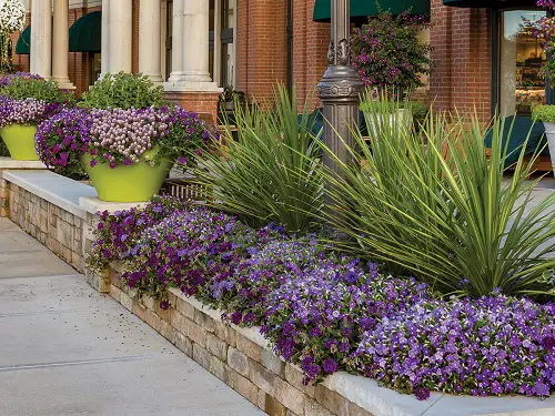Landscape Designs with Purple Plants3
