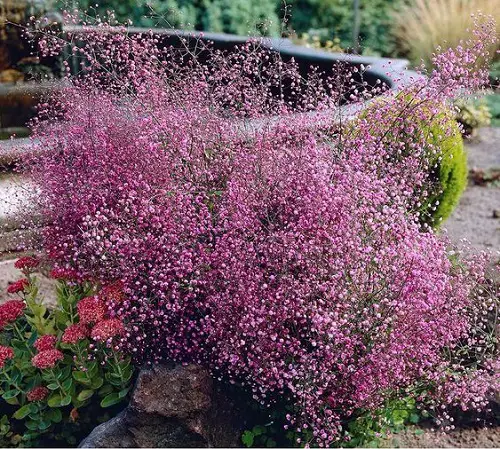 Landscape Designs with Purple Plants