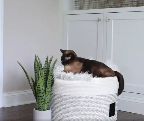 Fantastic DIY Cat Room Cat Room Basket