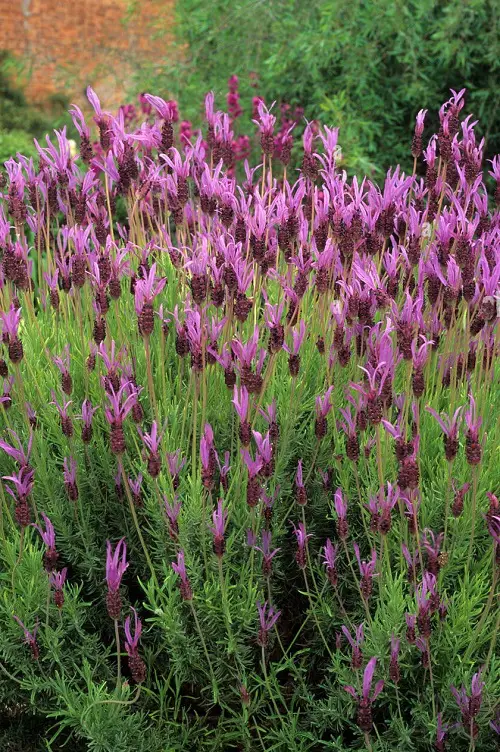 Is Lavender a Perennial or Annual 5