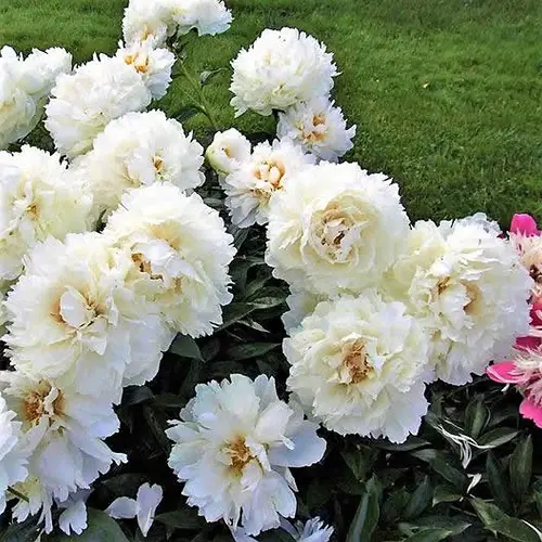 Yellow Peony Varieties