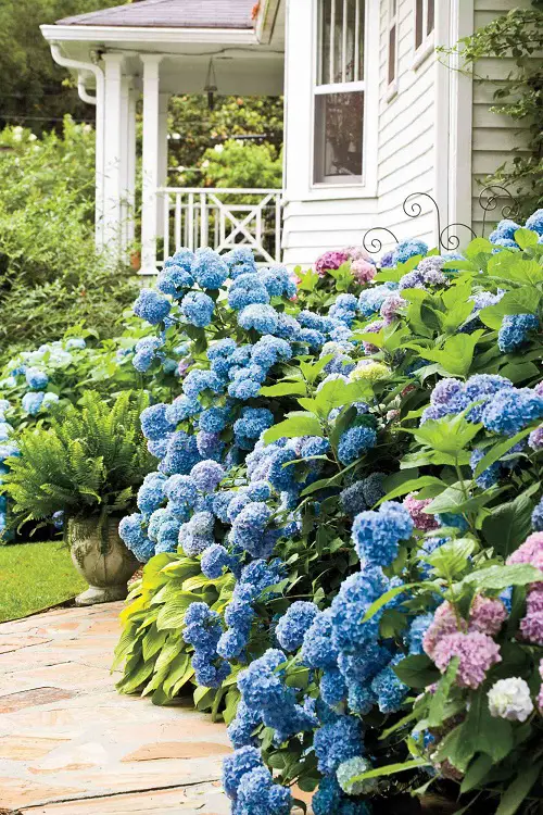 Top Curb Appeal Plants