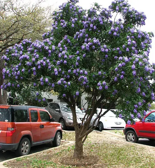 lovely Beautiful Trees With Blue Flowers
