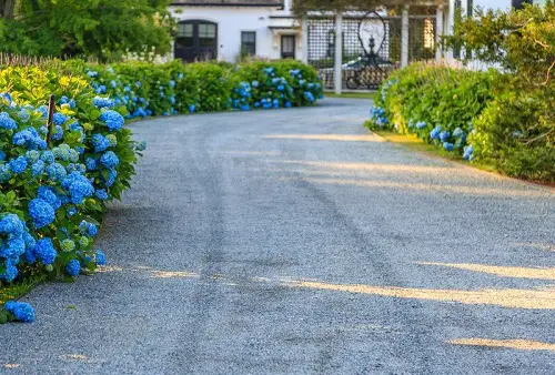 Hydrangeas Near Gravel Driveway