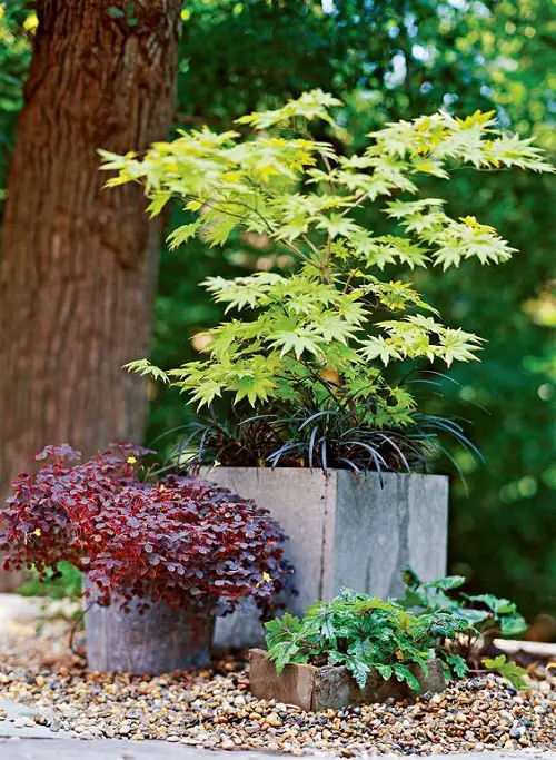 Ideas for Purple Plants in Landscape Design