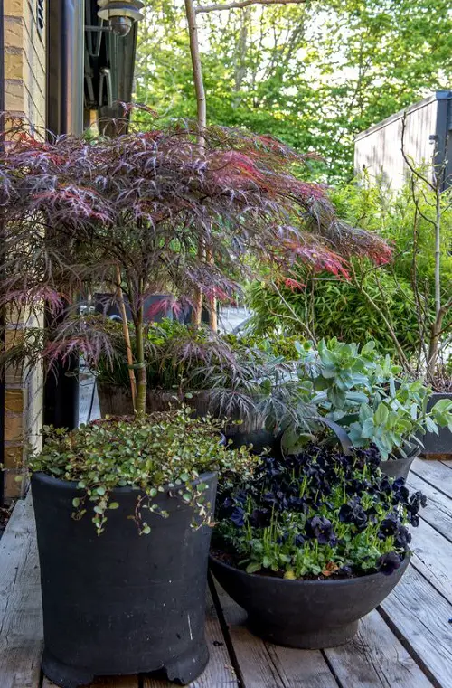 Ideas for Purple Plants in Landscape Design2