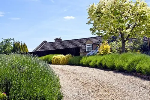 Lavender Driveway