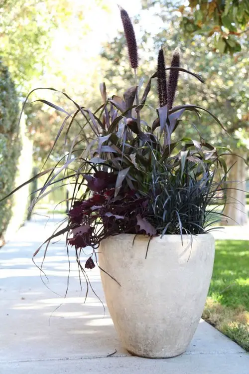 Ideas for Purple Plants in Landscape Design3
