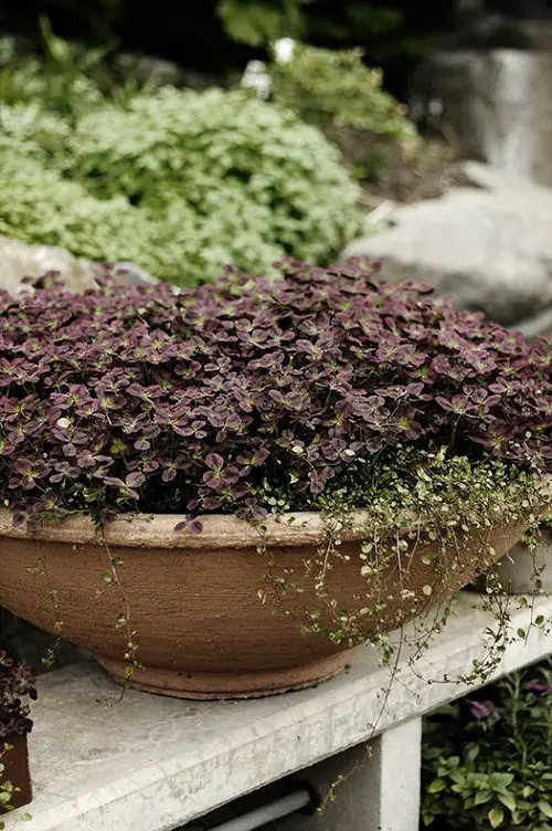 Purple Plants Landscaping Ideas