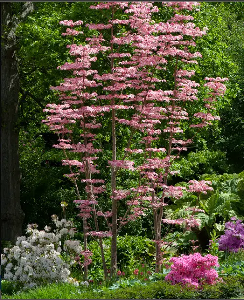 Purple Plants Landscaping Ideas3