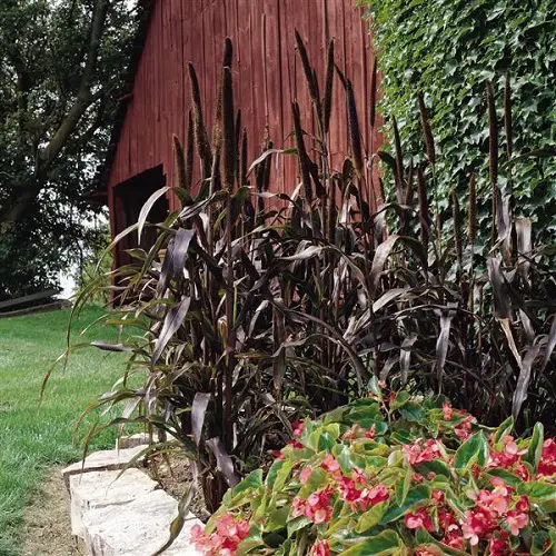 Purple Plants Landscaping Ideas5