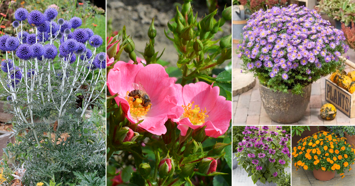 46 Best Plants that Attract Bees | Bee Friendly Plants