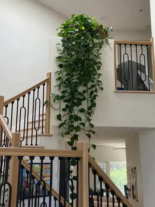 Wonderful Indoor Vines for the Stairs Ideas2
