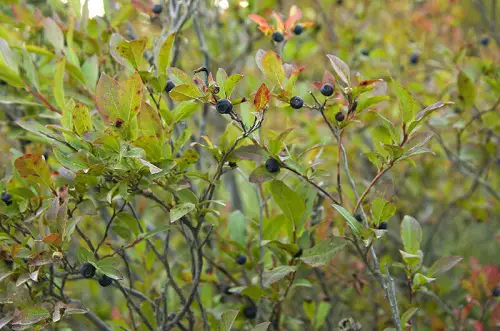 Types of Wild Berries outdoor