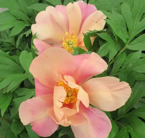 The Best Types of Yellow Peonies 