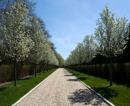 Driveway with Tall Trees