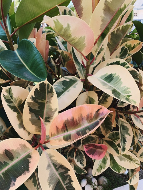 Best Artistic Plants 1