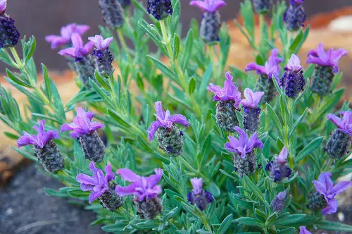 Best Perennial Lavender Varieties