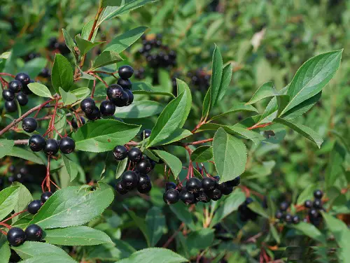 best Types of Wild Berries