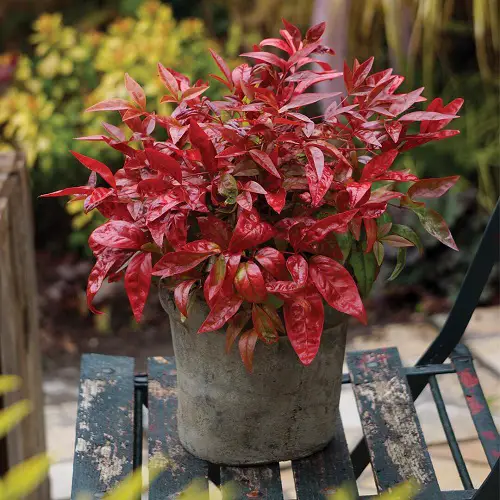 Types of Nandina Varieties in chair