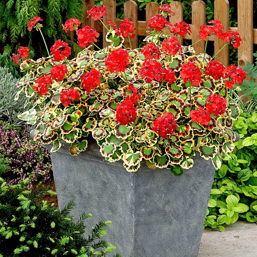 Best Artistic Plants 1