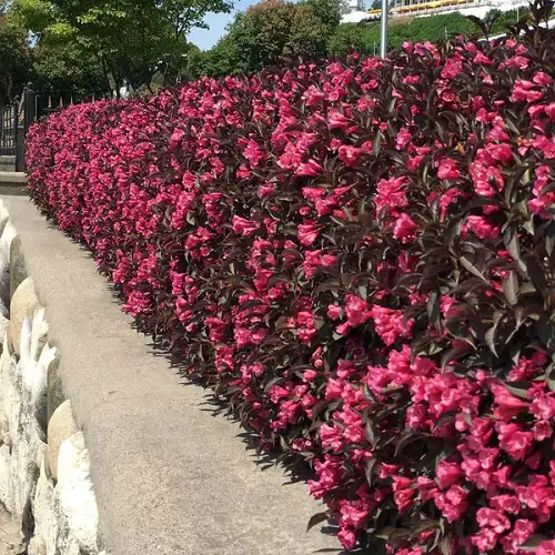 Purple Plant Ideas for Landscaping3