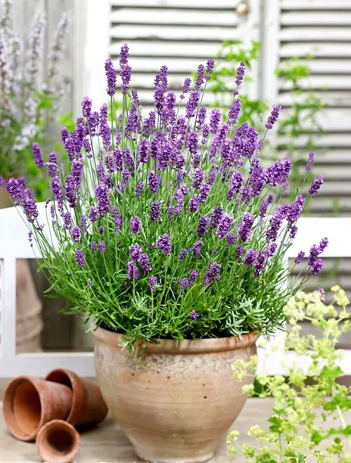 Best Perennial Lavender Varieties