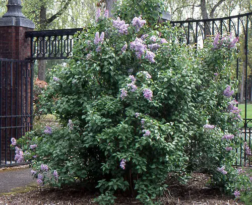 Lovely Trees with Blue Flowers 