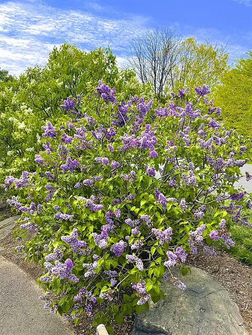 Bee-Attractive Plants 