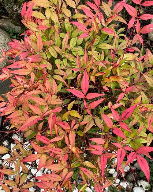 Gorgeous Nandina Varieties Types