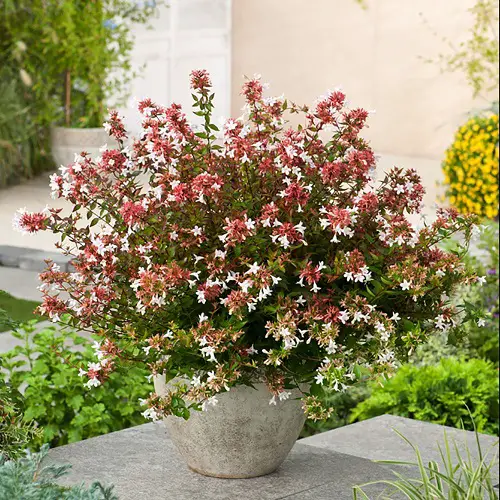 Plants Bee-Attractive 4