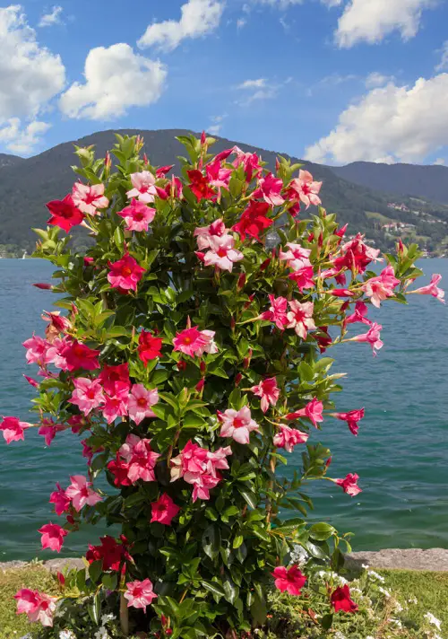 Kinds of Pink Garden Flowers 