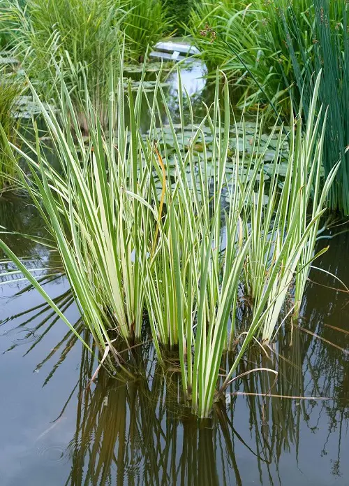 Sweet flag Plants for a Koi Pond