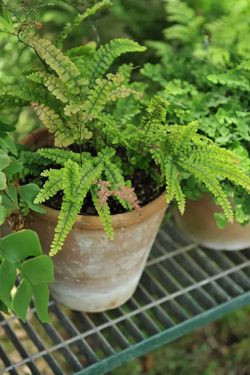 Best Colorful Ferns You Must Grow in the Garden