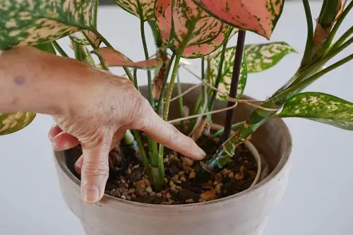 Growing Aglaonema from Stem Cuttings and Branches