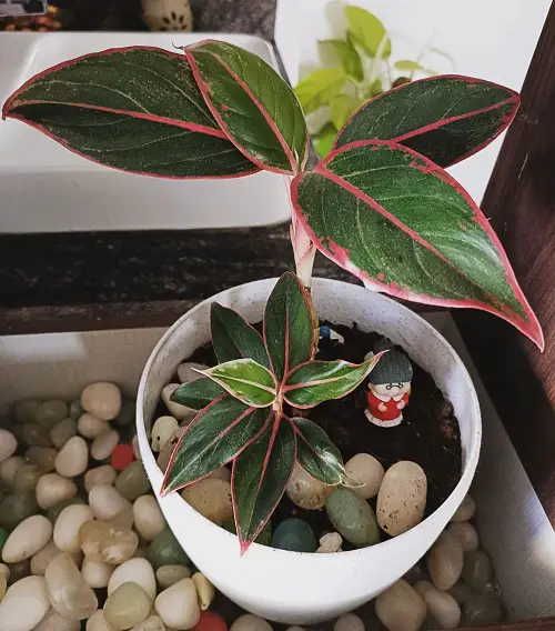 From Stem Cuttings, Aglaonema
