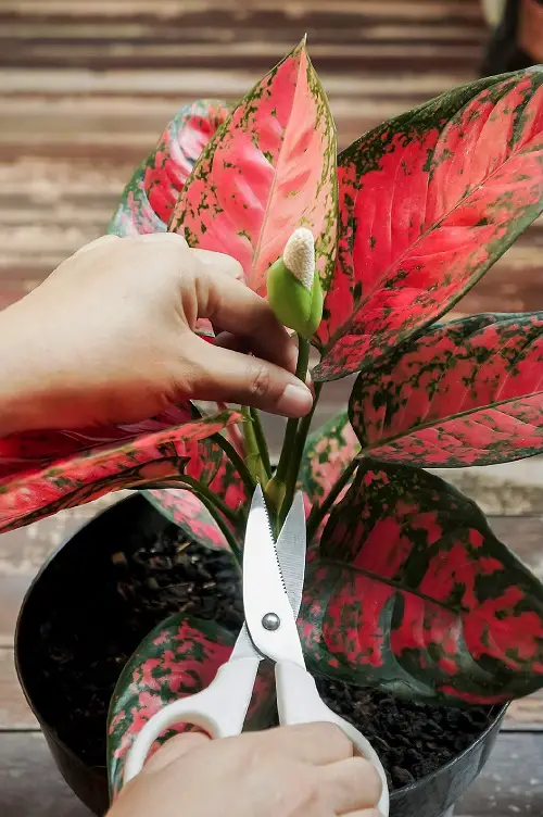 Growing Aglaonema from Stem Cuttings 