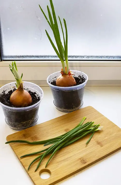 The Top 18 Indoor Vegetables | Indoor Vegetables to Grow