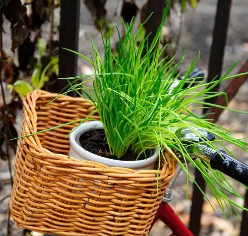 The Greatest Indoor Vegetables: What You Can Grow Indoors